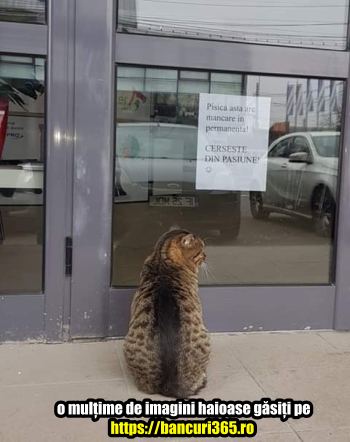 Pisica care cerseste din pasiune