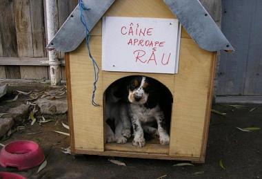 caine aproape rau