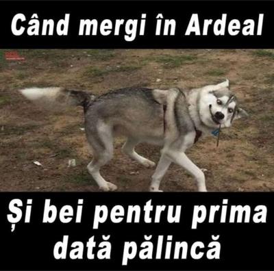 cum faci cand bei palinca prima data