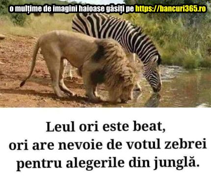 leul bea langa o zebra