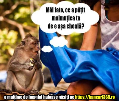 o maimutica se uita sub fusta