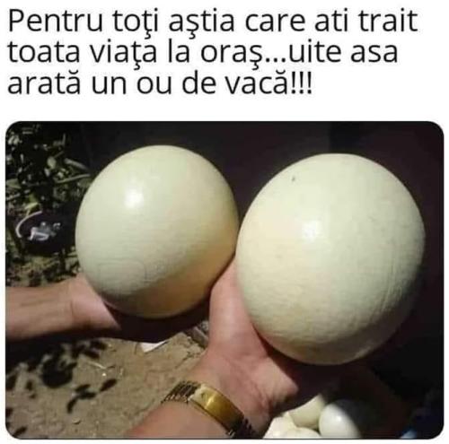 pentru cei care nu au fost pe la tara cum arata un ou