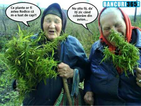 doua-babute-cu-iarba