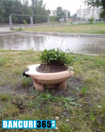 unde plantam florile