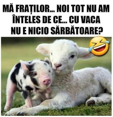 porcusorul si iedul au o nelamurire bancuri tari