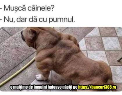 De ce un cioban nu si-a vandut cainele unui american