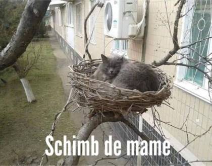 Emisiunea schimb de mame - versiunea animale