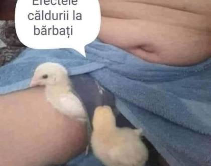 De ce Bulă primește căldură vara