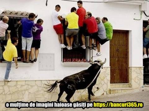 De ce un taur nu mai vrea sa faca treaba