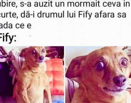 Cum arată un c&acirc;ine curajos