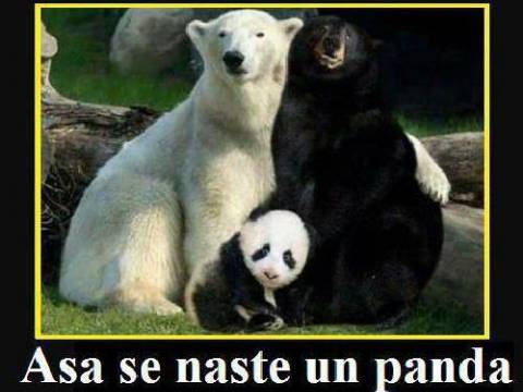 Ce negociaza un urs polar