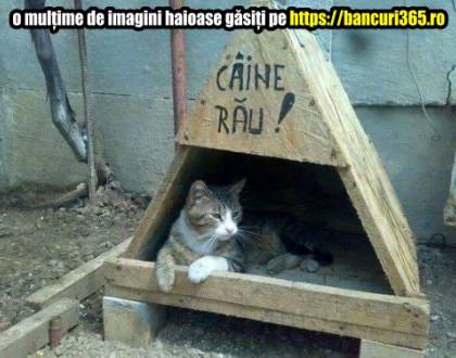 De ce este un caine vazut ca fiind caine rau