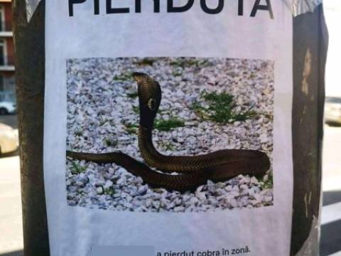 C&acirc;nd mai vine soacra in vizită