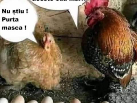 De ce un cucoș ii smulge penele unei găini