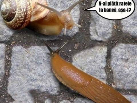 Ce au pățit animalele cu DNA-ul