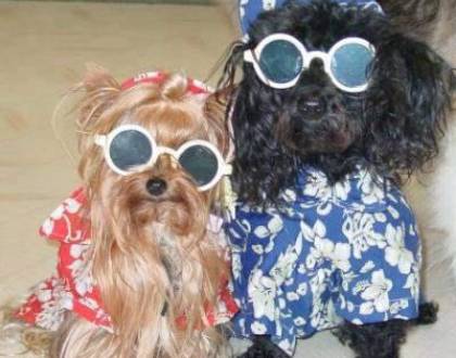 Ce animal de companie are o familie