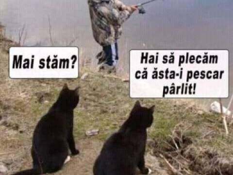 Ce dorinte a indeplinit un pestisor de aur unui politist