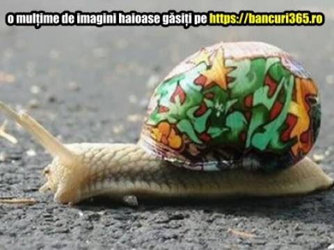 Ce vroia sa manance melcul