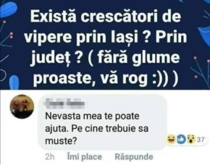 De unde poti face rost de o vipera