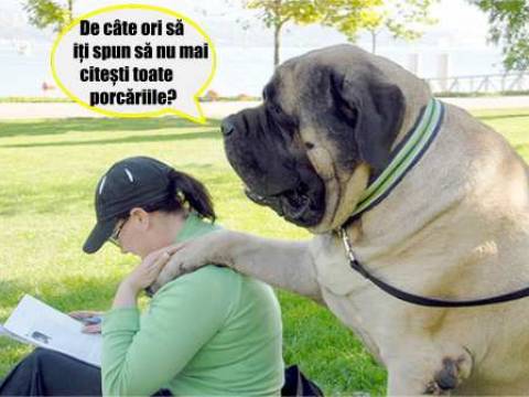 Doi vecini discuta despre caini lor