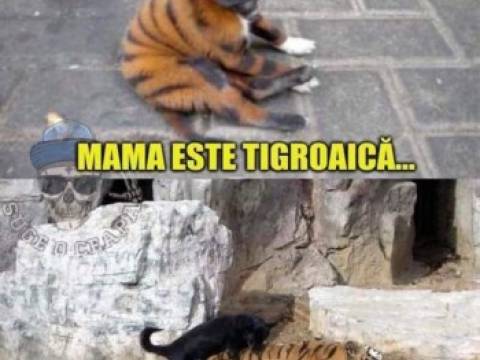 Cum gandeste un catel si cum gandeste un motan