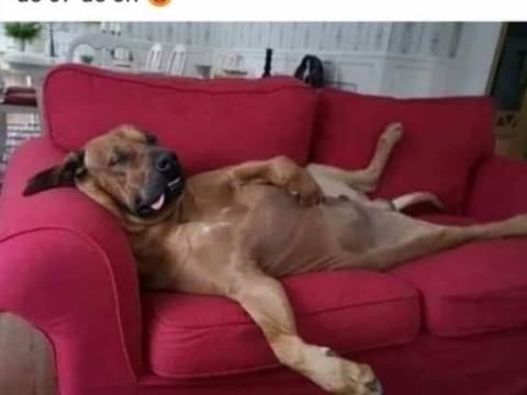 Cum isi lauda Bula si Lula cainii lor