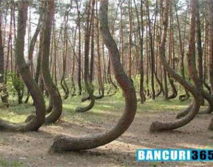 Surpriza