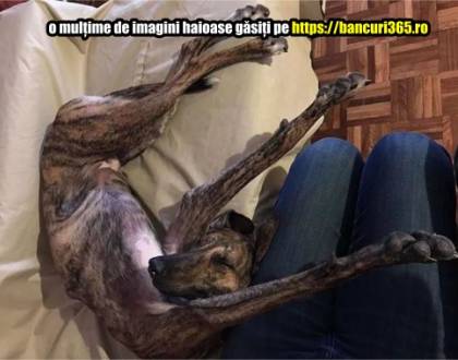 In ce pozitii haioase pot dormi unii caini