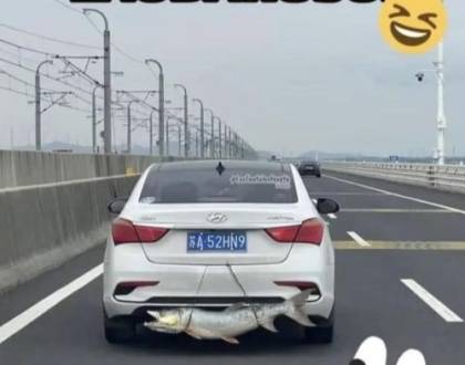 Ce mai mușcă pe baltă