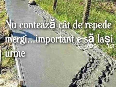 Ce au pățit trei broaște țestoase c&acirc;nd au mers la pescuit