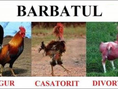 Cele mai bune bancuri cu burlaci