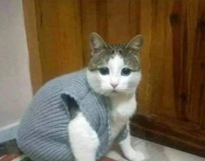 Ce discută doi fulgi de zăpadă