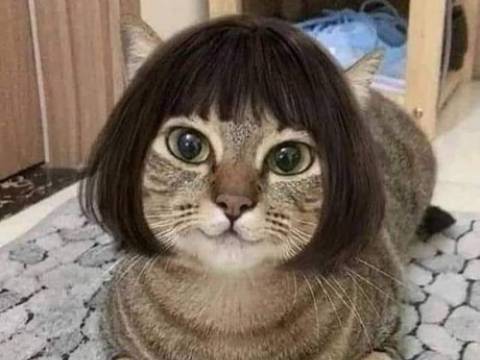 Cum arată pisica lui Nety Sandu