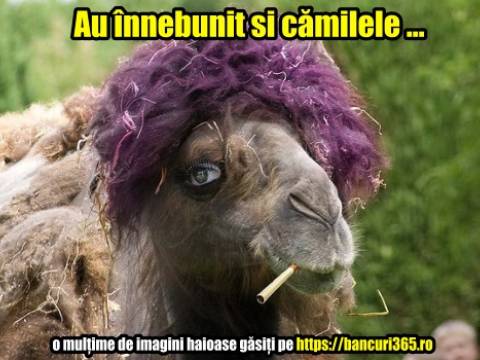 Cămile prinse botoxate la un concurs de frumusețe