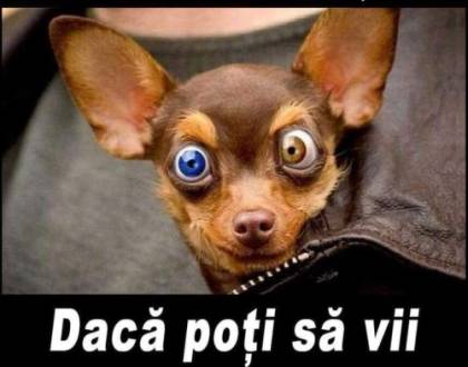Cum organizează un șef săptăm&acirc;na de lucru