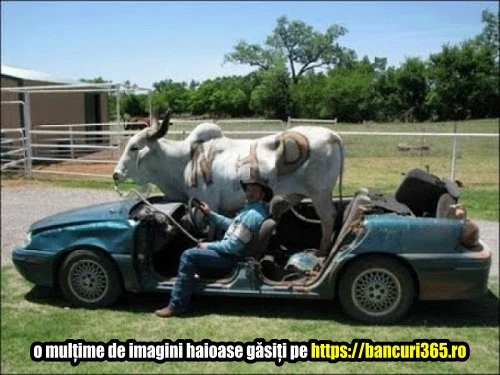 Un tip plimba vaca cu masina Un tip plimba vaca cu masina