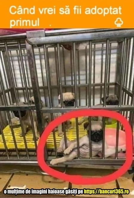 bancuri cum sta un catel smecher