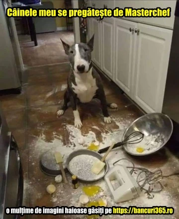 cainele meu se pregateste de Masterchef