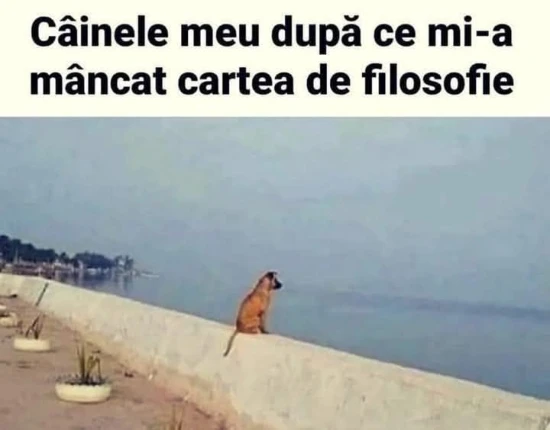 ce face cainele dupa ce a mancat o carte de filosofie