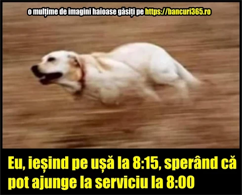 ce face o persoana care s a trezit tarziu bancuri