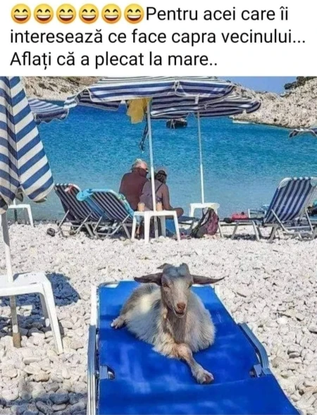ce face zilele astea capra vecinului