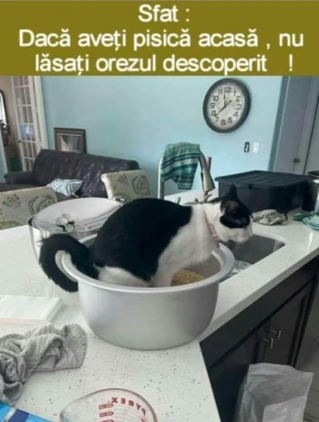 ce sa nu faci acasa daca ai pisica