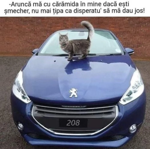 ce vrea o pisica de la un sofer