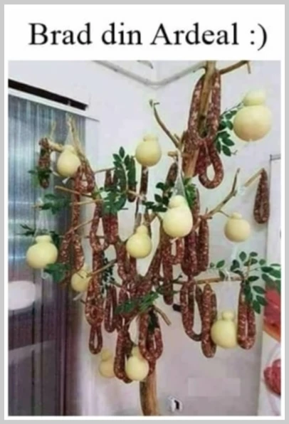 cum arata bradul din ardeal