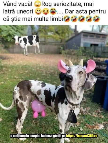 cum arata o vaca ciudata bancuri 365