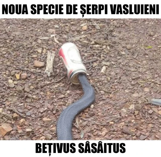 cum arata serpii din vaslui