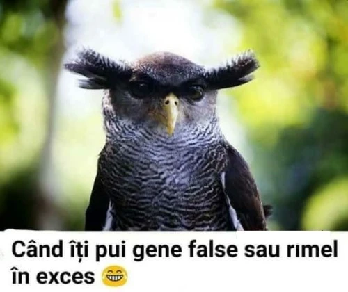 cum arati cu gene false