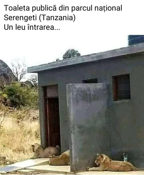 cum se poate intra la o toaleta publica bancuri