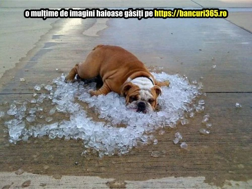 cum se racoresc animalele pe canicula