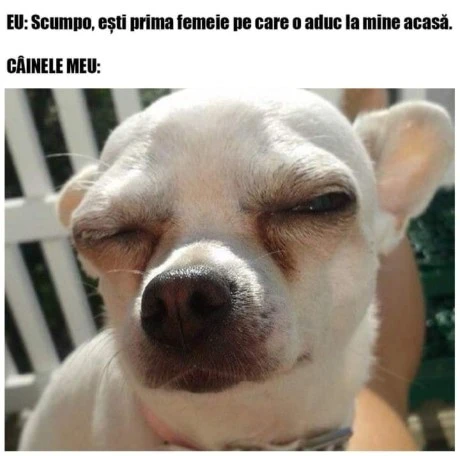 cum se uita cainele cand spun o minciuna
